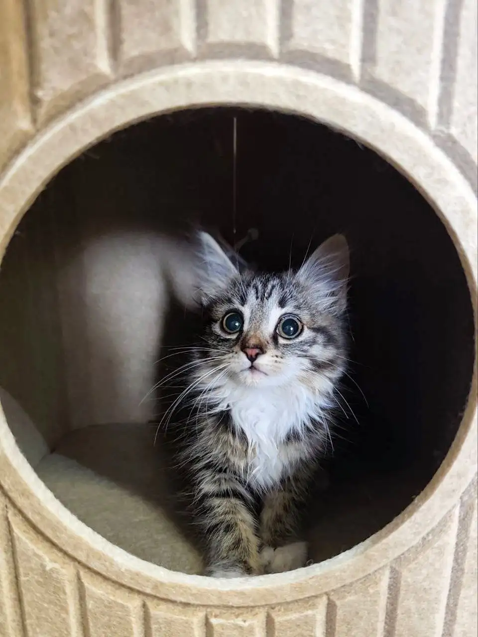 Девочка 1,5 месяца в ответственные добрые руки - Кошки/Котята (Животные) в Чита