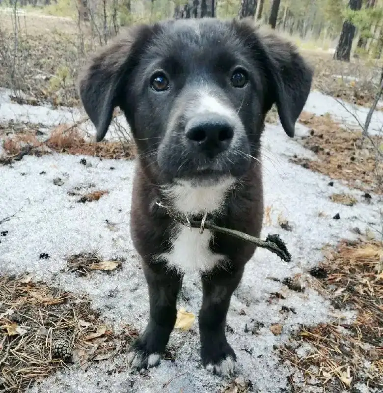 Щенок девочка 3 месяца - Собаки (Животные) в Чита