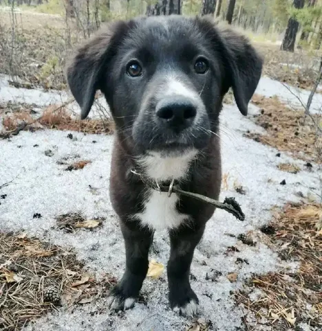 Щенок девочка 3 месяца - Животные в Чита