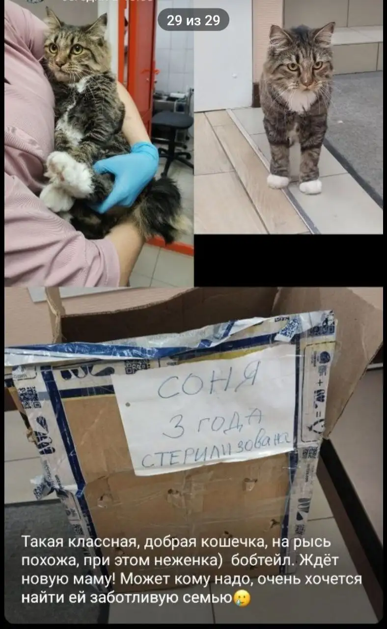 Кошечка для пристройства в Чите - Кошки (Животные) в Чита