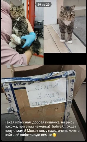 Кошечка для пристройства в Чите - Животные в Чита