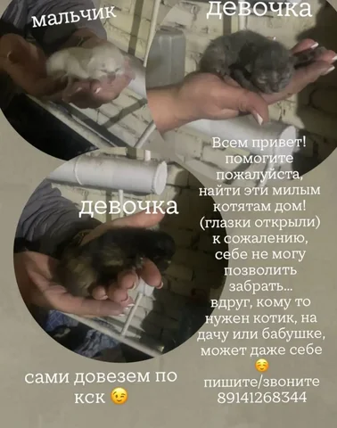 Котята ищут дом в Чите - Клетки в Чита