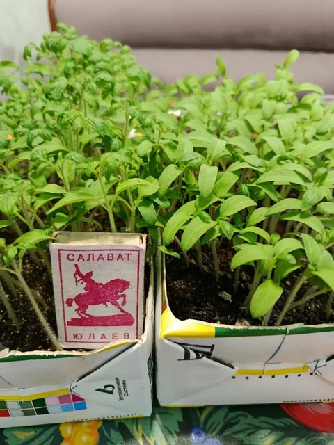 Рассада овощей и растений в Чите - Хобби и отдых в Чита