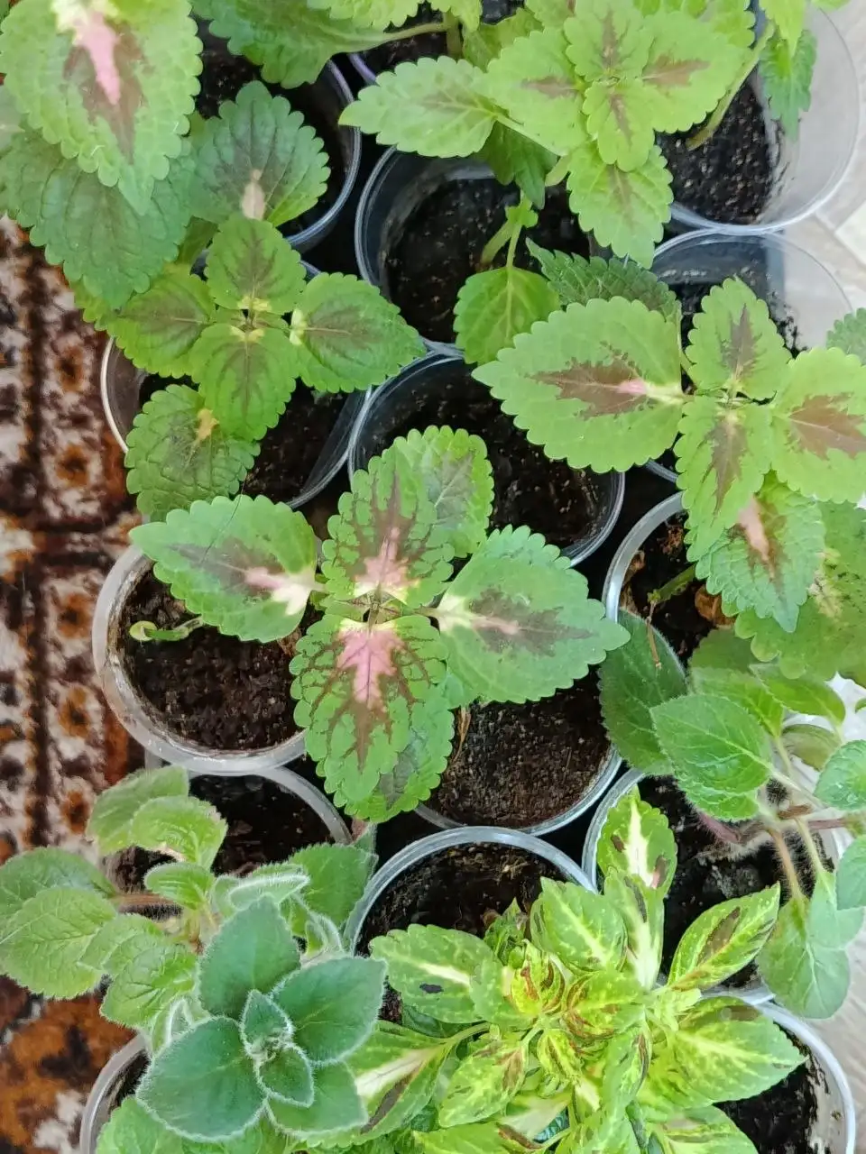 Рассада овощей и растений в Чите - Садоводство (Хобби и отдых) в Чита