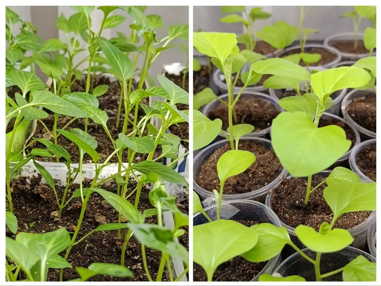 Рассада овощей и растений в Чите - Садоводство (Хобби и отдых) в Чита