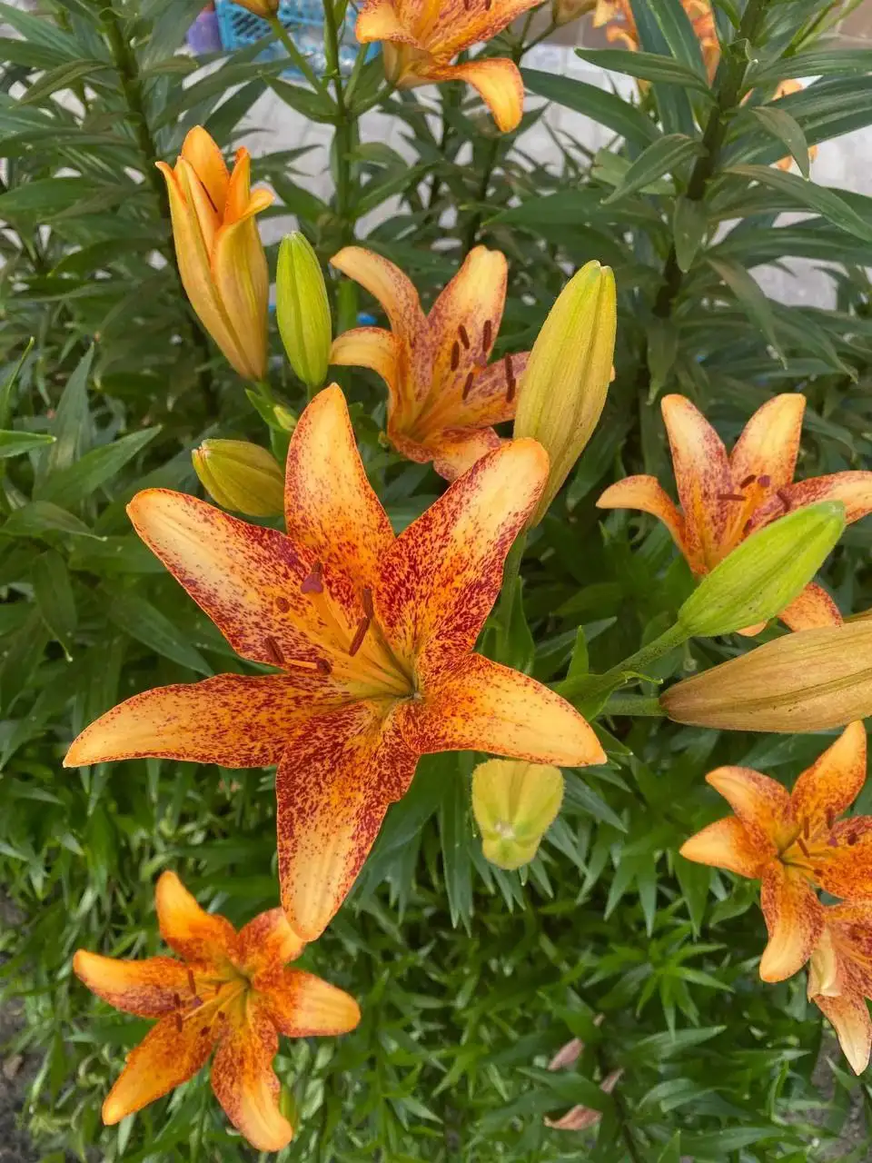 Продам детки оранжевых лилий - Растения/Садоводство (Хобби и отдых) в Чита