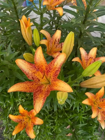 Продам детки оранжевых лилий - Хобби и отдых в Чита
