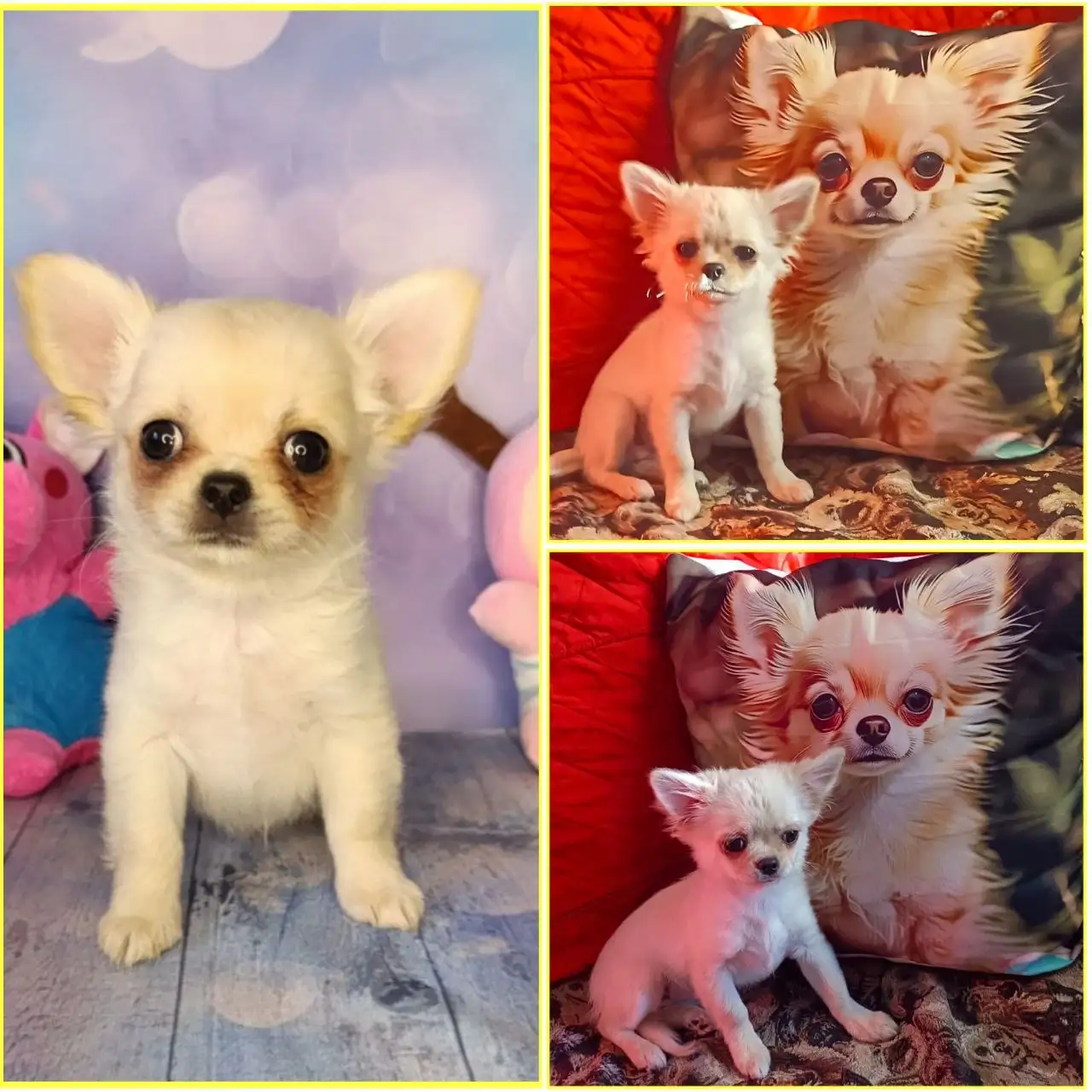 Щенок чихуахуа девочка 5 месяцев - Собаки (Животные) в Чита