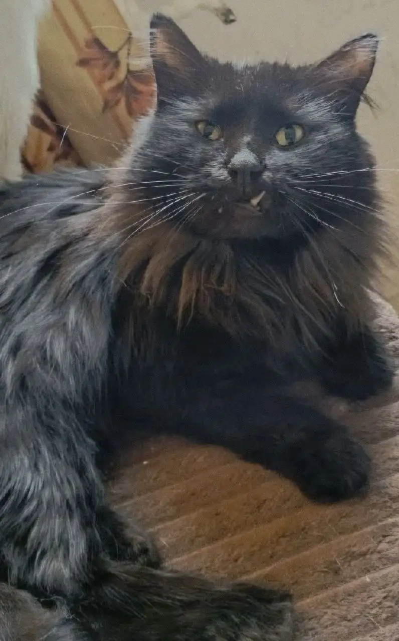 Кот Цыган ищет дом - Кошки (Животные) в Чита