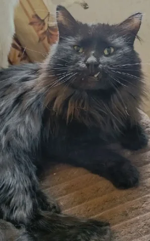 Кот Цыган ищет дом - Клетки в Чита