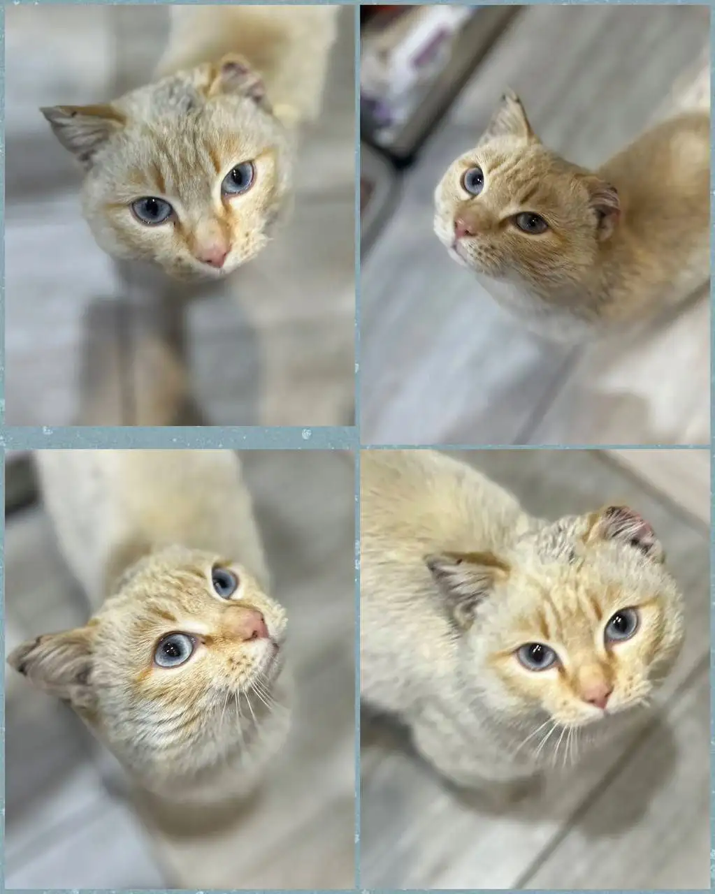 Красавец с голубыми глазами ищет дом - Животные в Чита