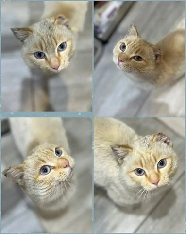 Красавец с голубыми глазами ищет дом - Крупный рогатый скот в Чита