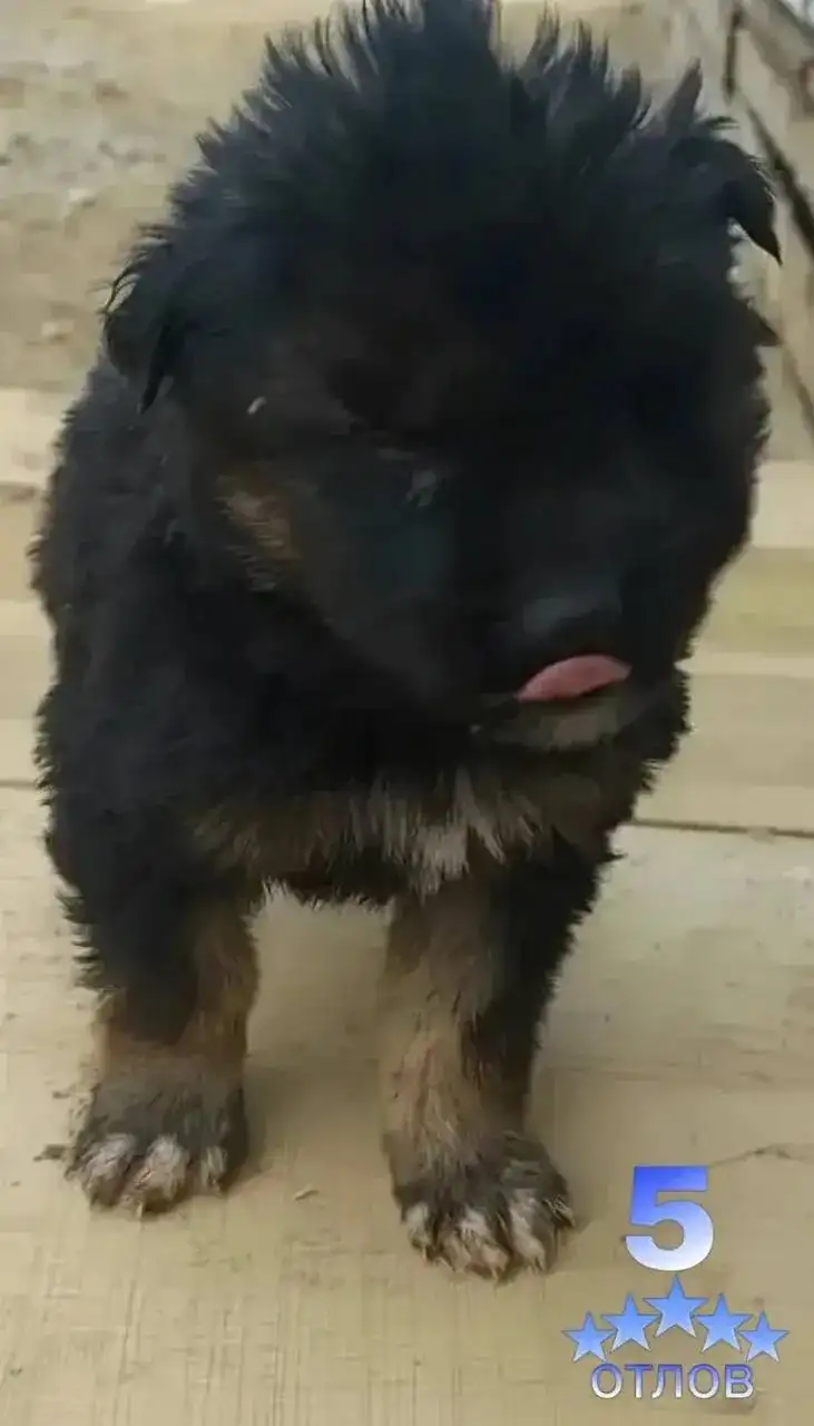 Мальчик в поисках дома - Животные в Чита