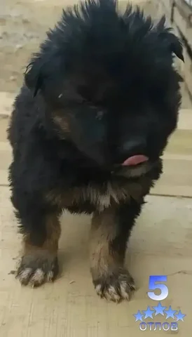 Мальчик в поисках дома - Крупный рогатый скот в Чита