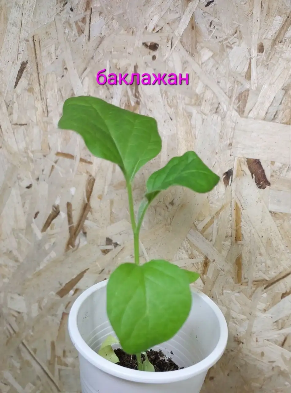 Сорта огурцов и томатов - Растения/Семена (Барахолка) в Чита