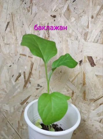 Сорта огурцов и томатов - Защитное снаряжение в Чита