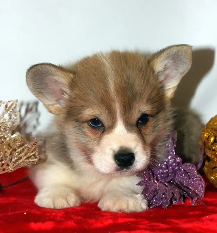 Щенок вельш корги пемброк для семьи - Животные в Бердянск