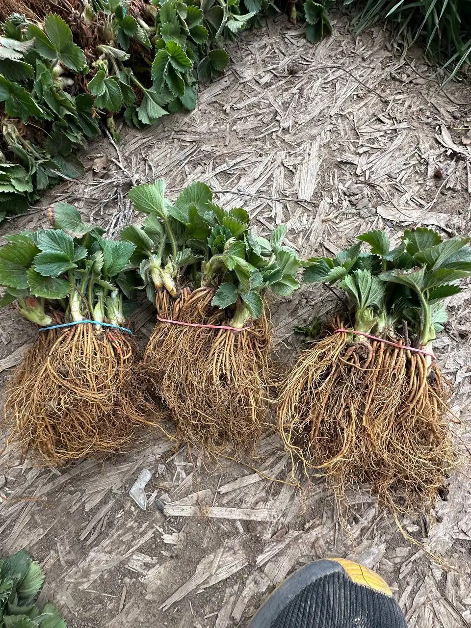 Саженцы клубники и малины с сертификатом качества - Садоводство (Хобби и отдых) в Ростов-на-Дону