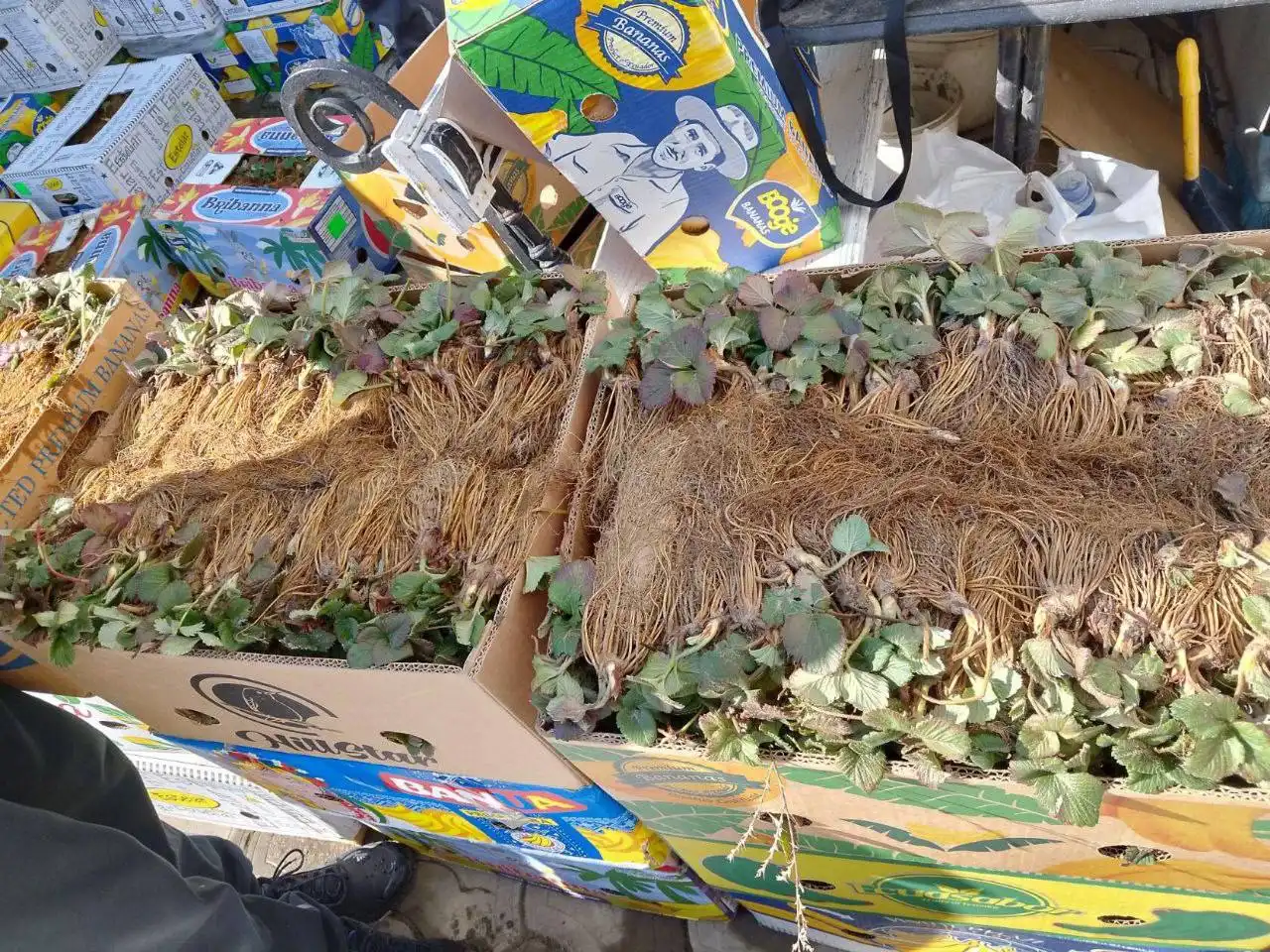 Саженцы клубники и малины с сертификатом качества - Садоводство (Хобби и отдых) в Ростов-на-Дону