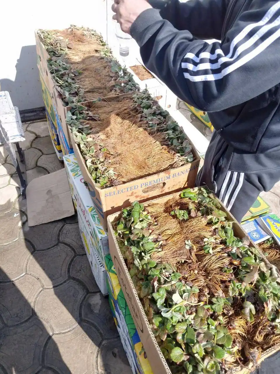 Саженцы клубники и малины с сертификатом качества - Садоводство (Хобби и отдых) в Ростов-на-Дону