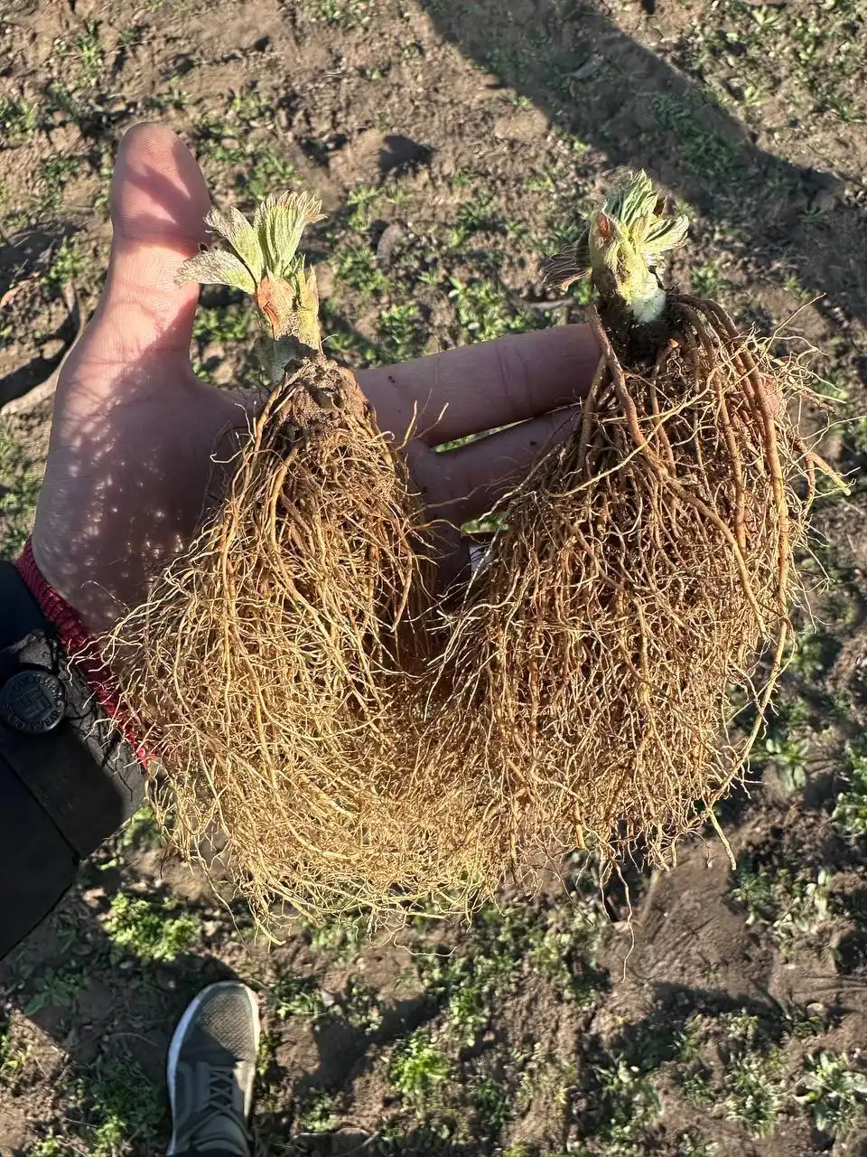 Саженцы клубники и малины с сертификатом качества - Садоводство (Хобби и отдых) в Ростов-на-Дону