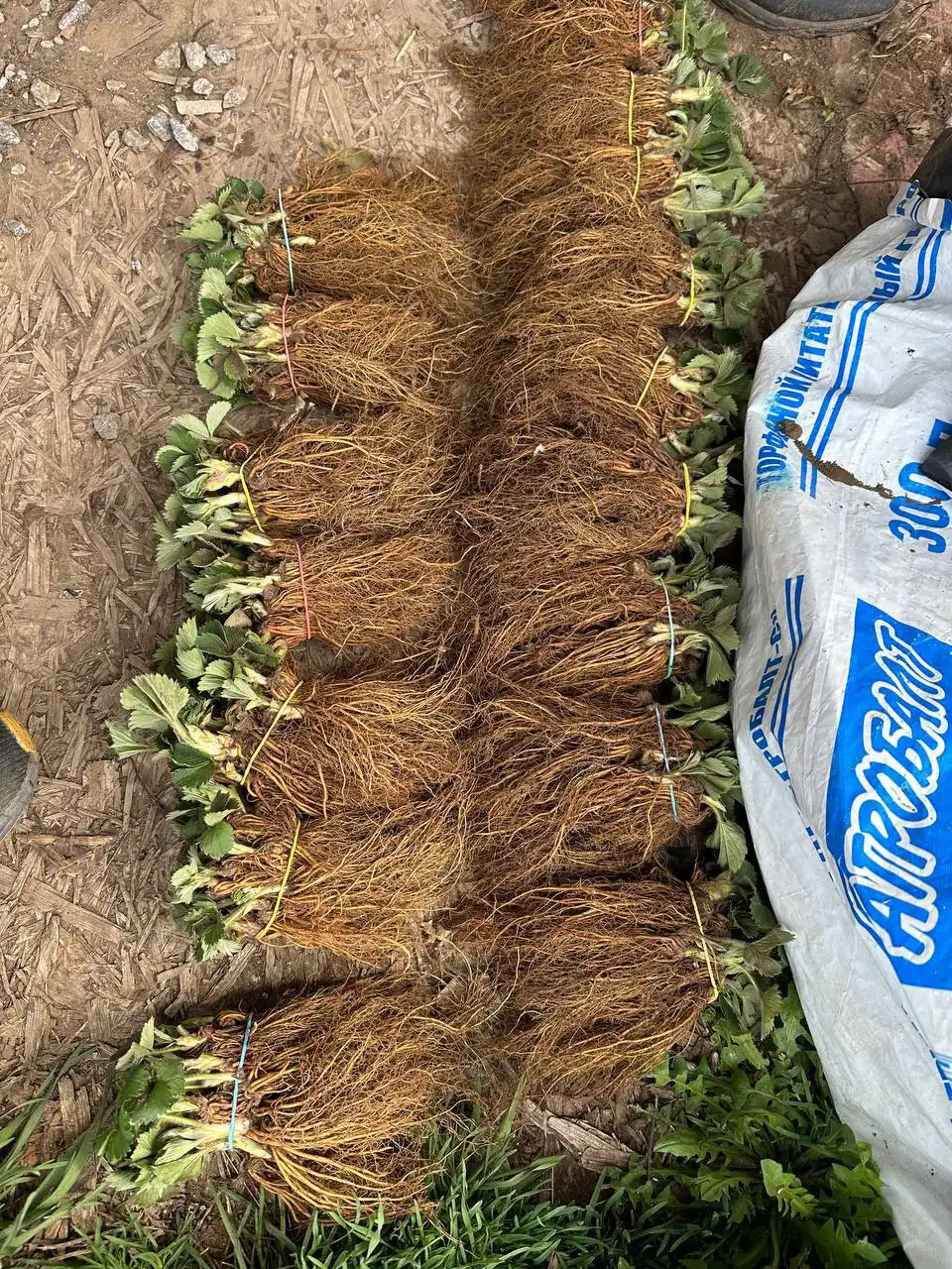 Саженцы клубники и малины с сертификатом качества - Садоводство (Хобби и отдых) в Ростов-на-Дону