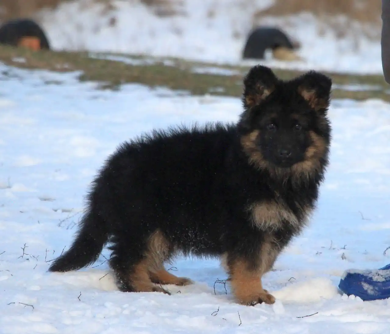 Щенок немецкой овчарки в Бердянске - Собаки (Животные) в Бердянск