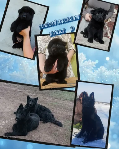 Щенки немецкой овчарки черного окраса - Собаки в Ростов-на-Дону
