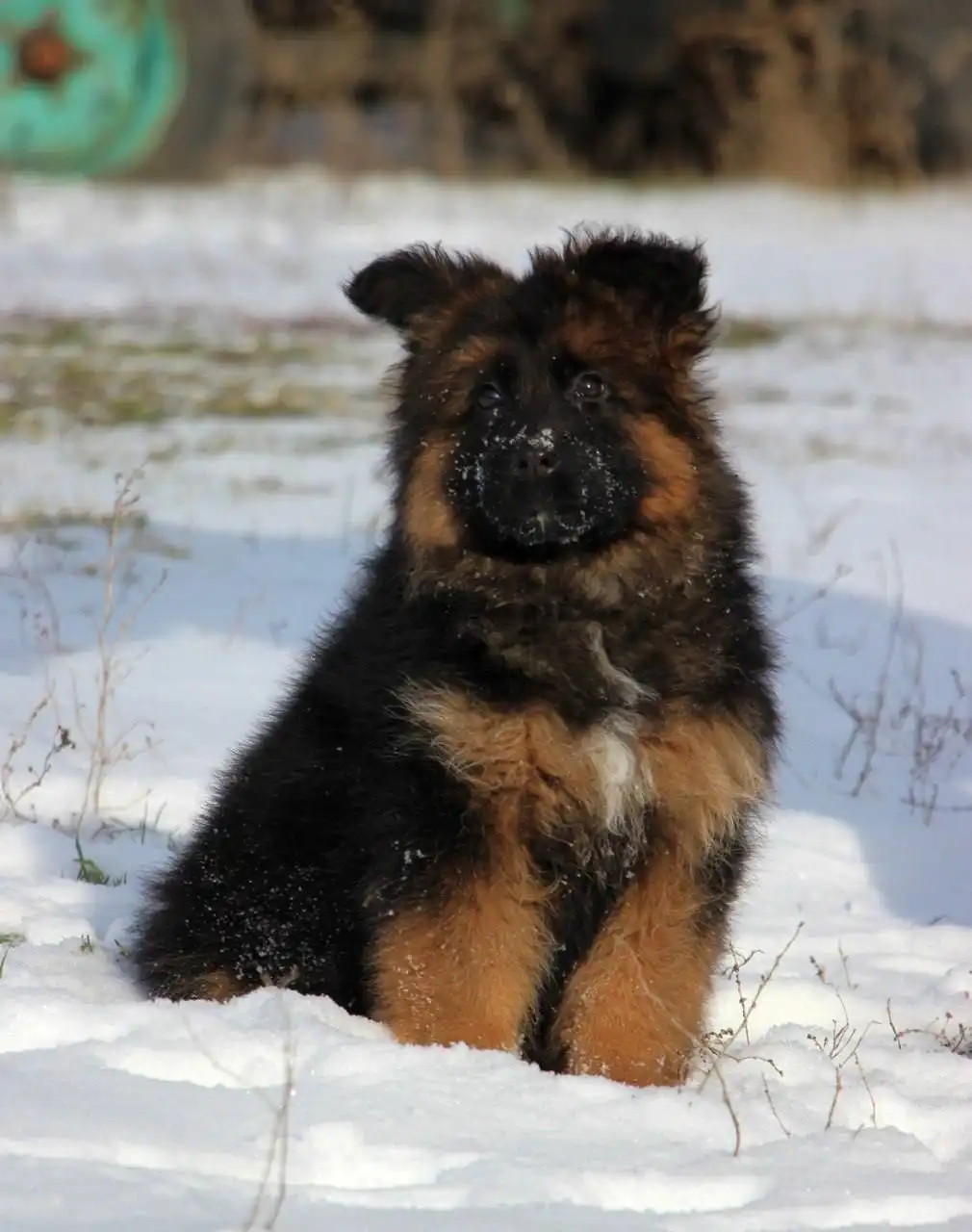 Щенок длинношерстной немецкой овчарки от племенного питомника - Собаки (Животные) в Бердянск