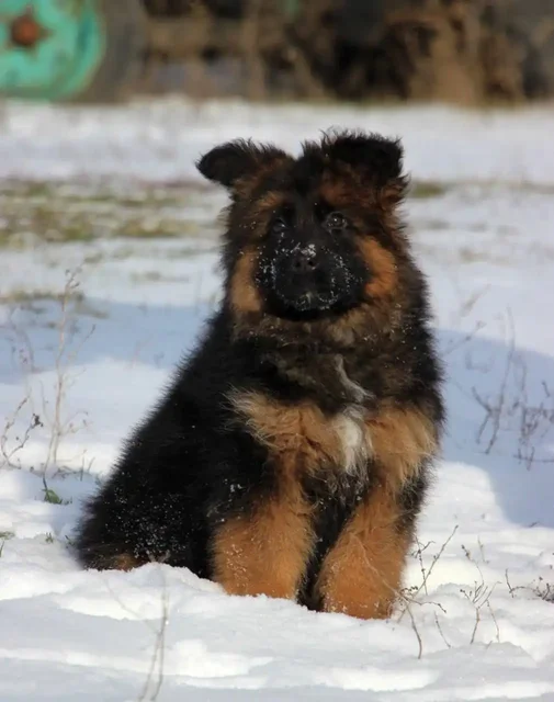 Щенок длинношерстной немецкой овчарки от племенного питомника - частное объявление в Бердянск