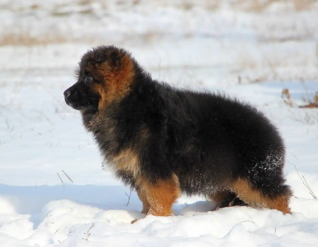 Щенок длинношерстной немецкой овчарки от племенного питомника - Собаки (Животные) в Бердянск
