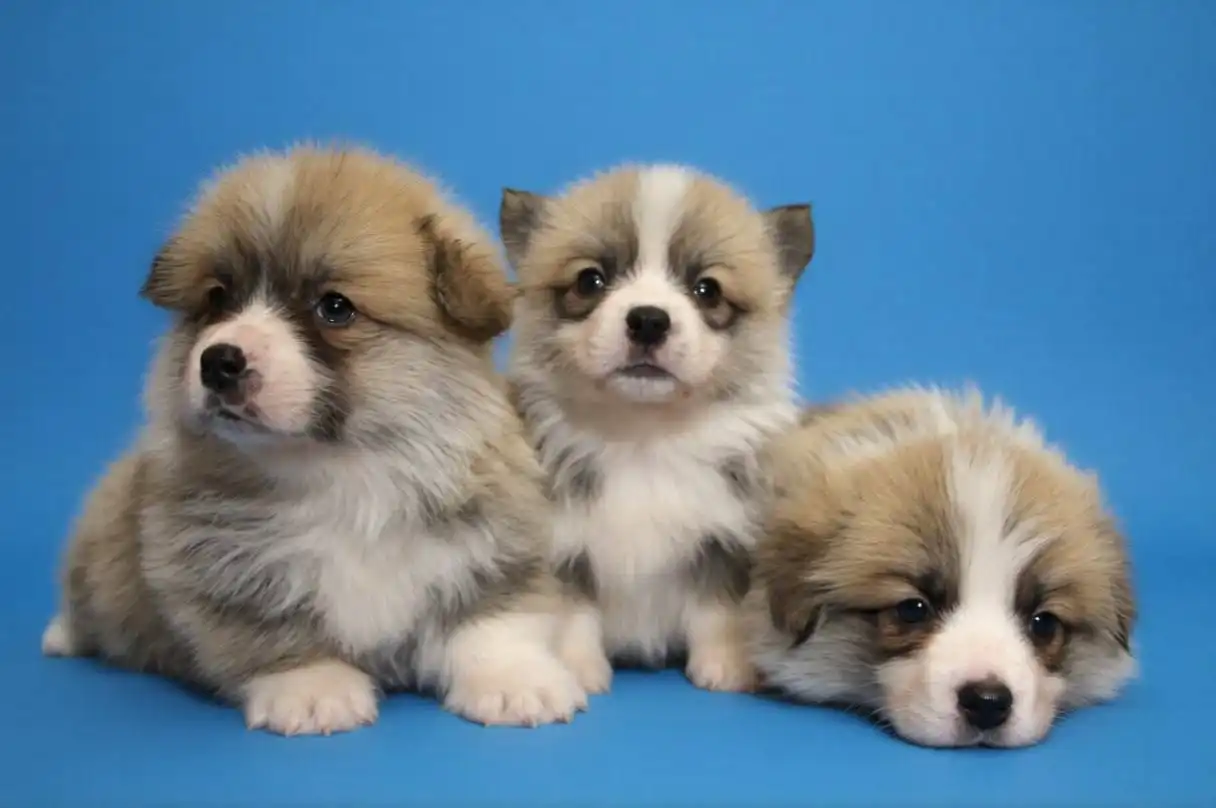 Щенки вельш корги пемброк с документами - Собаки (Животные) в Бердянск