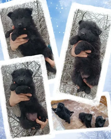 Щенки немецкой овчарки - частное объявление в Ростов-на-Дону