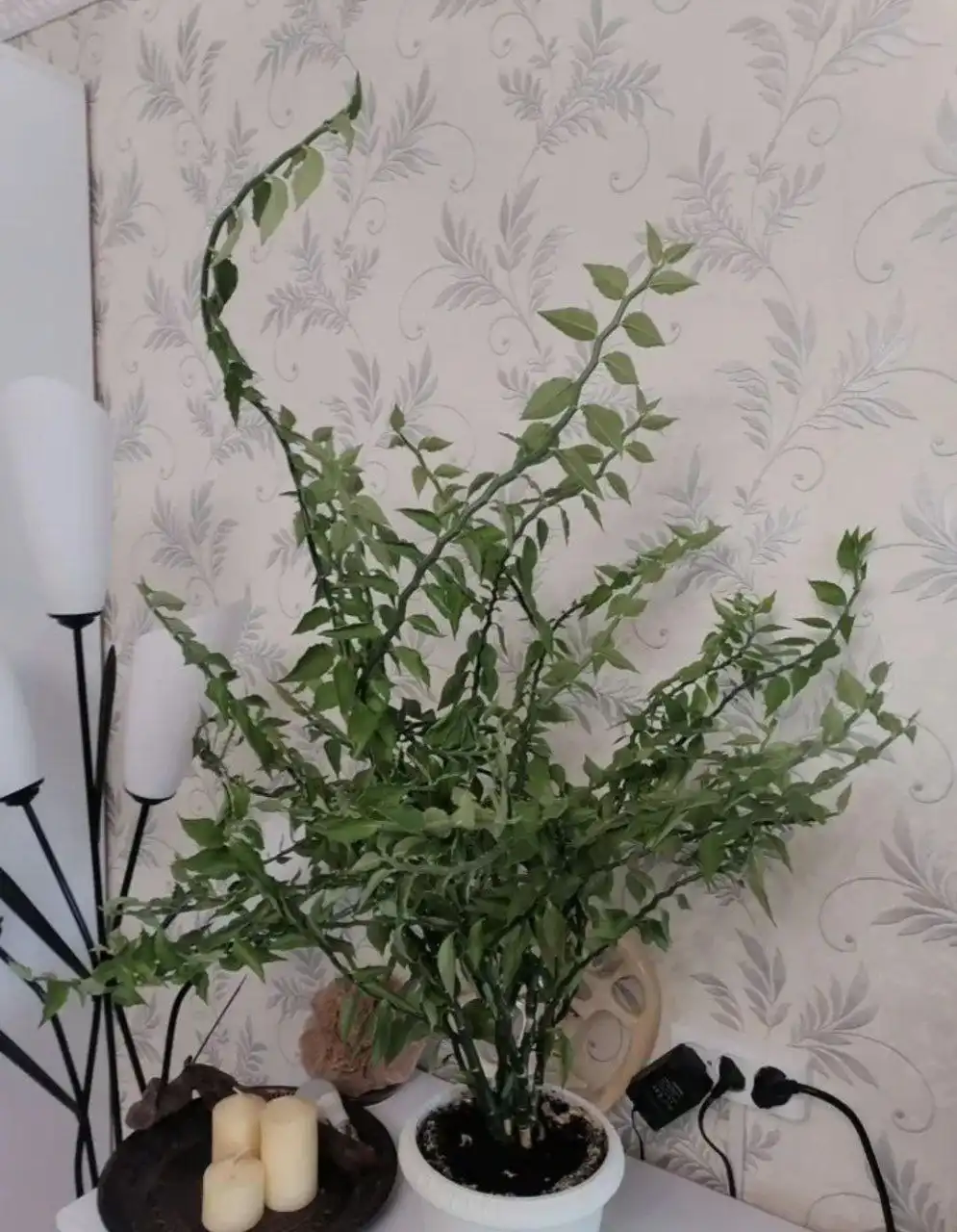 Продам педилантус - взрослое растение