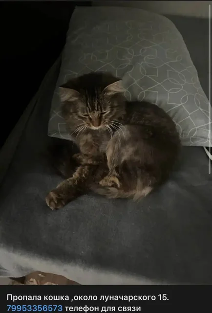 Потерянная собака в Ульяновске - частное объявление в Ульяновск