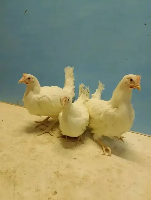 Продажа молодых кур Браун Ник и Супер Ник - частное объявление в Чердаклинский район, п. Октябрьский