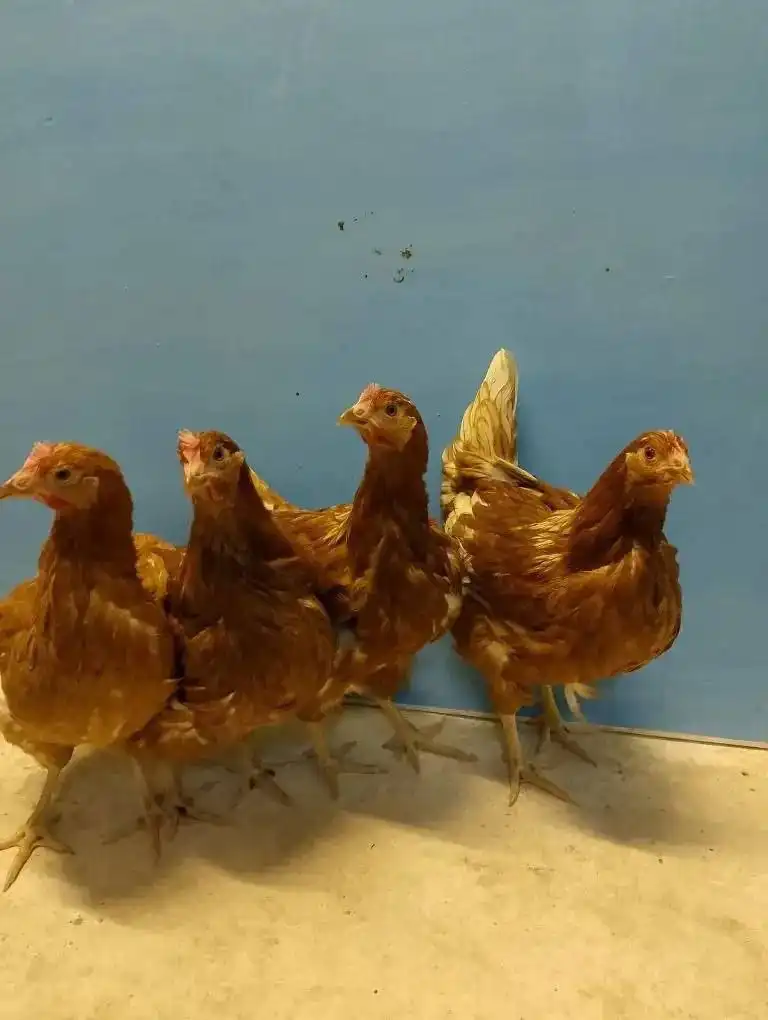 Продажа молодых кур Браун Ник и Супер Ник - Птица (Животные) в Чердаклинский район, п. Октябрьский