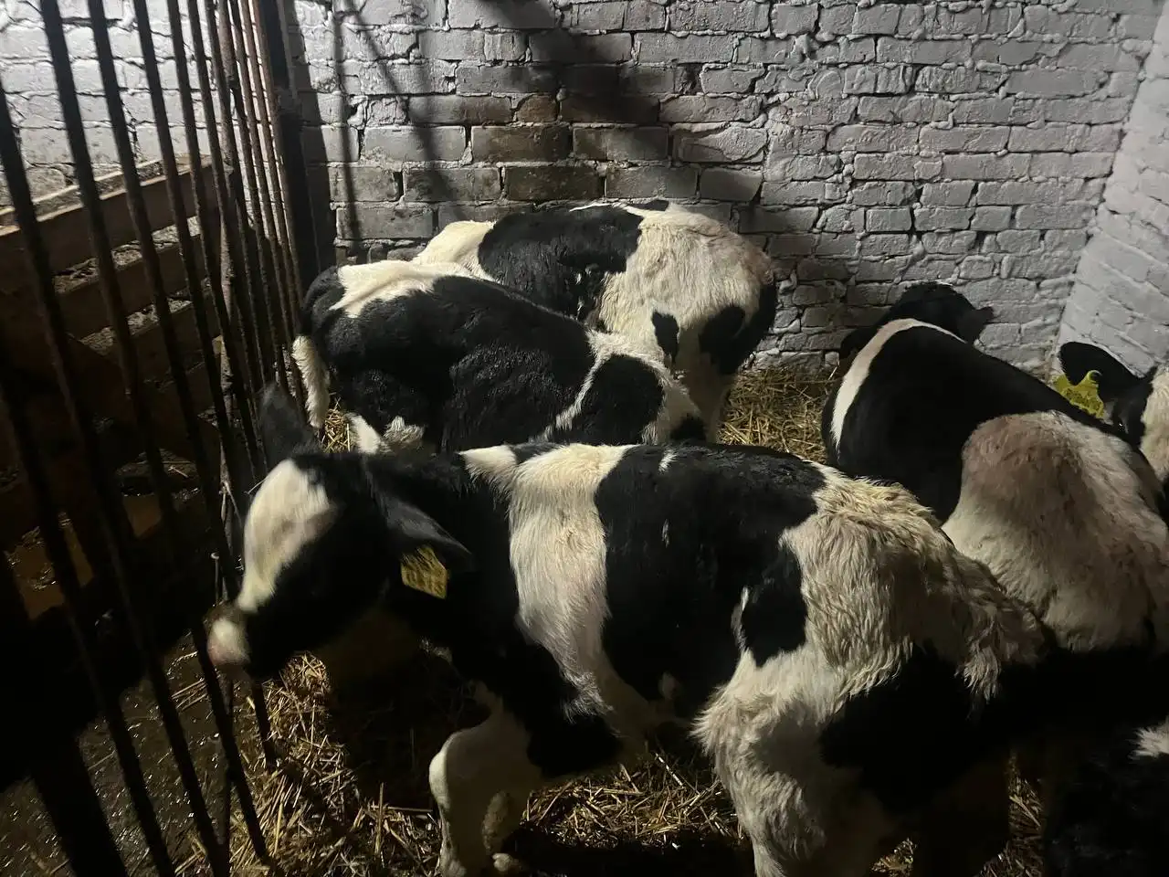 Продажа бычков 1-2 месяца - Скот (Животные) в Ульяновск