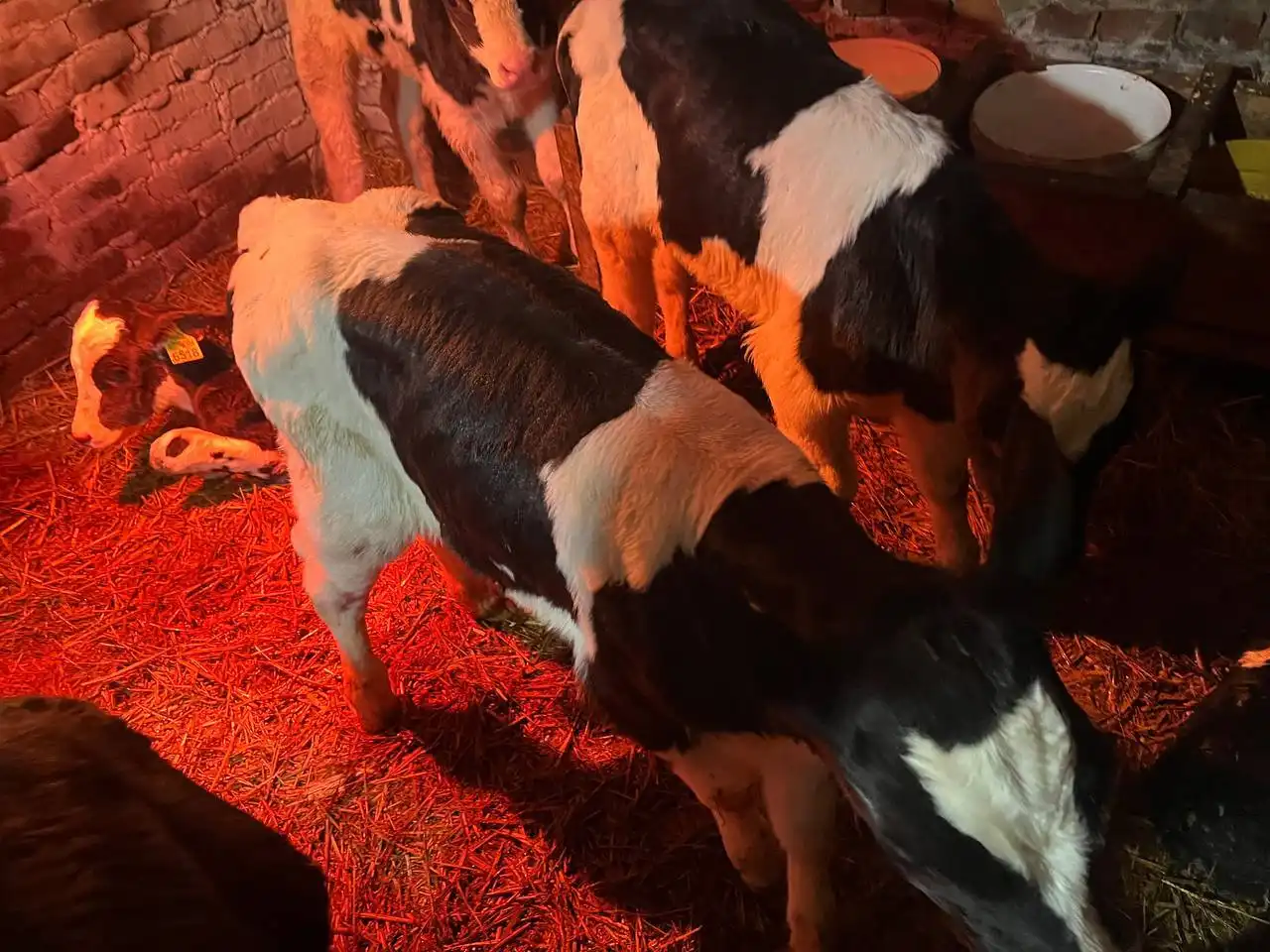 Продажа бычков 1-2 месяца - Скот (Животные) в Ульяновск