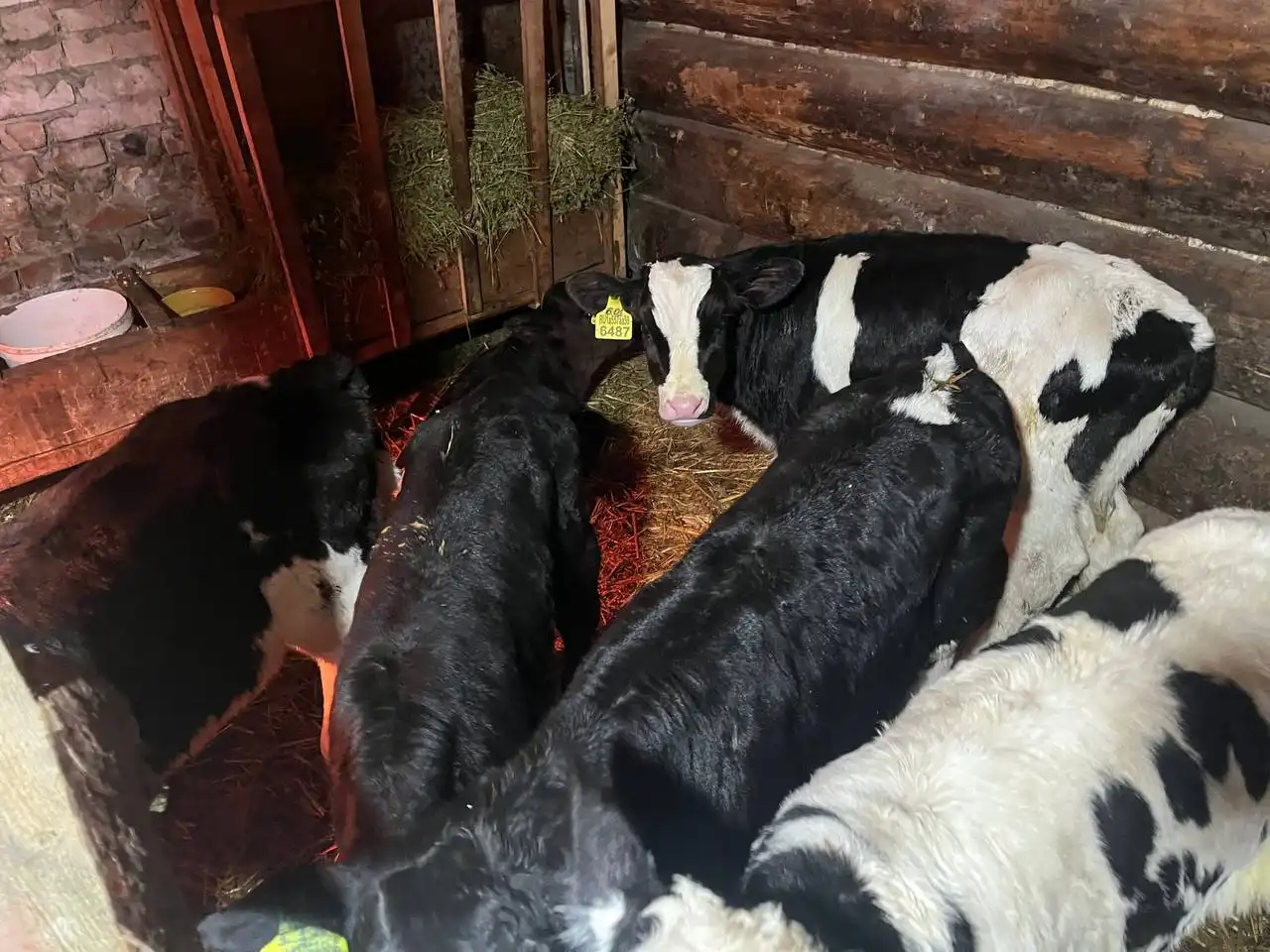 Продажа бычков 1-2 месяца - Скот (Животные) в Ульяновск