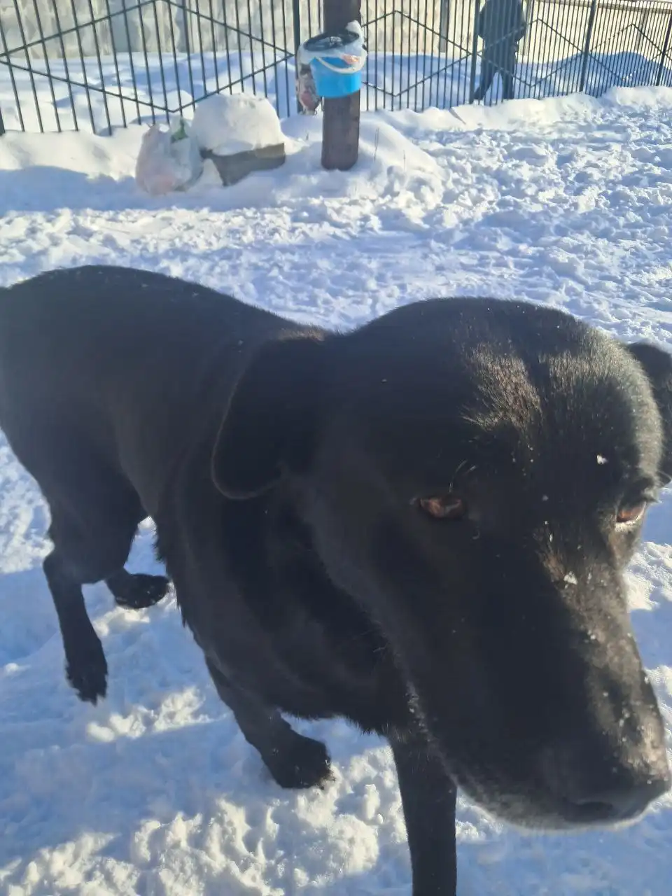 Пристройство ласкового пса 7 лет в Ульяновске - Собаки (Животные) в Ульяновск