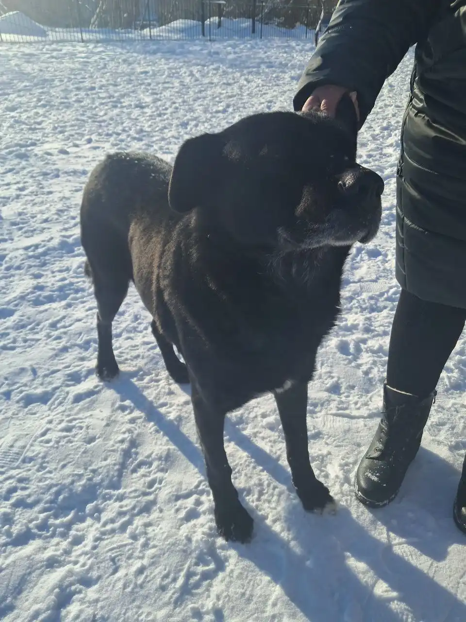 Пристройство ласкового пса 7 лет в Ульяновске - Собаки (Животные) в Ульяновск