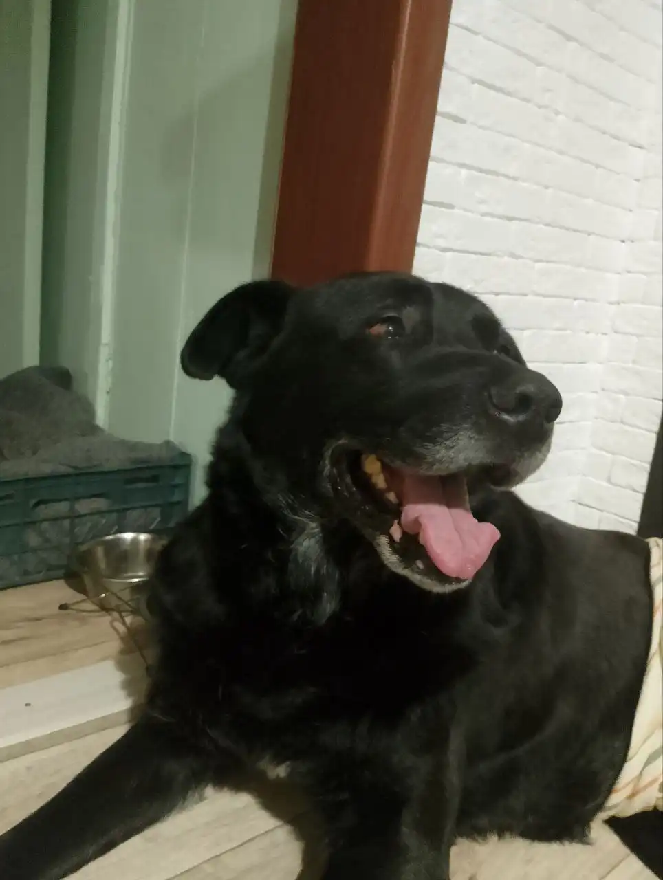 Пристройство собаки в Ульяновске - Собаки (Животные) в Ульяновск