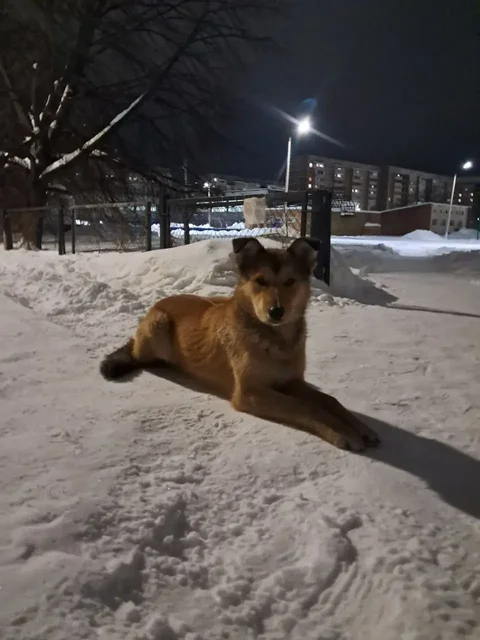 Передержка молодого рыжего кота с Свияги - Животные в Ульяновск