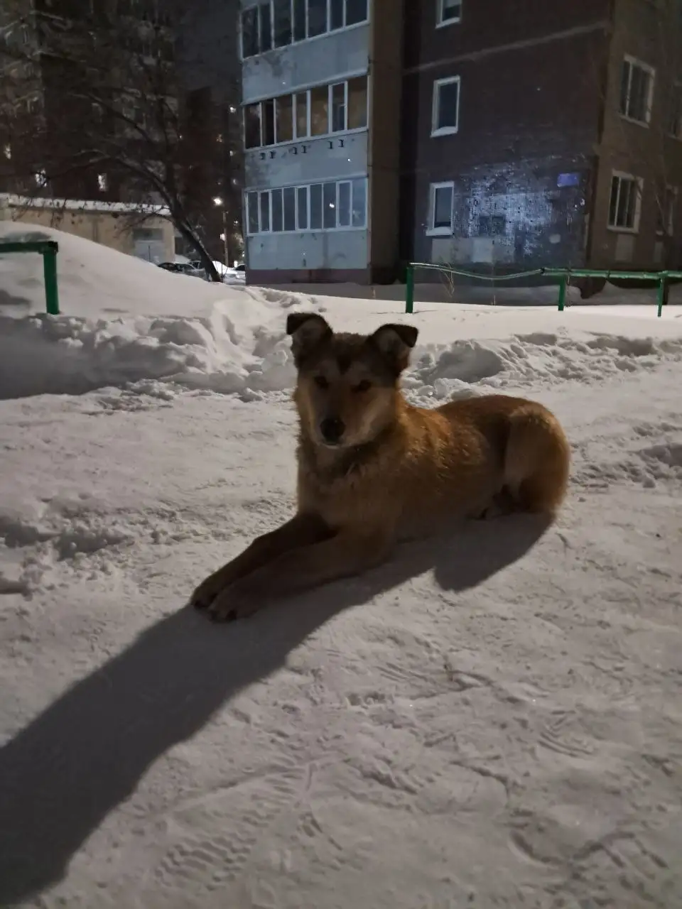 Передержка молодого рыжего кота с Свияги - Передержка (Животные) в Ульяновск