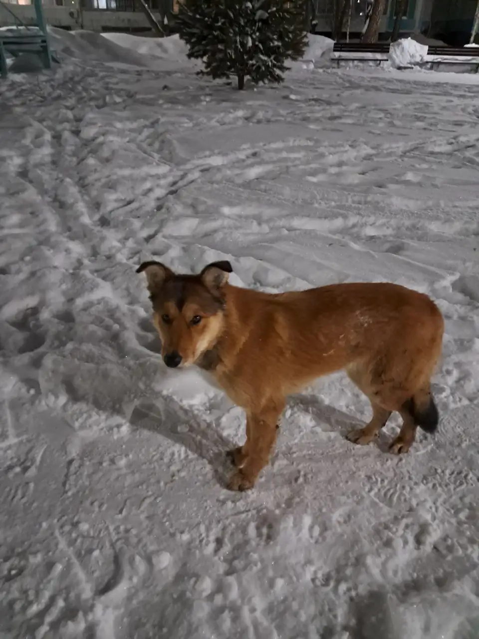 Передержка молодого рыжего кота с Свияги - Передержка (Животные) в Ульяновск
