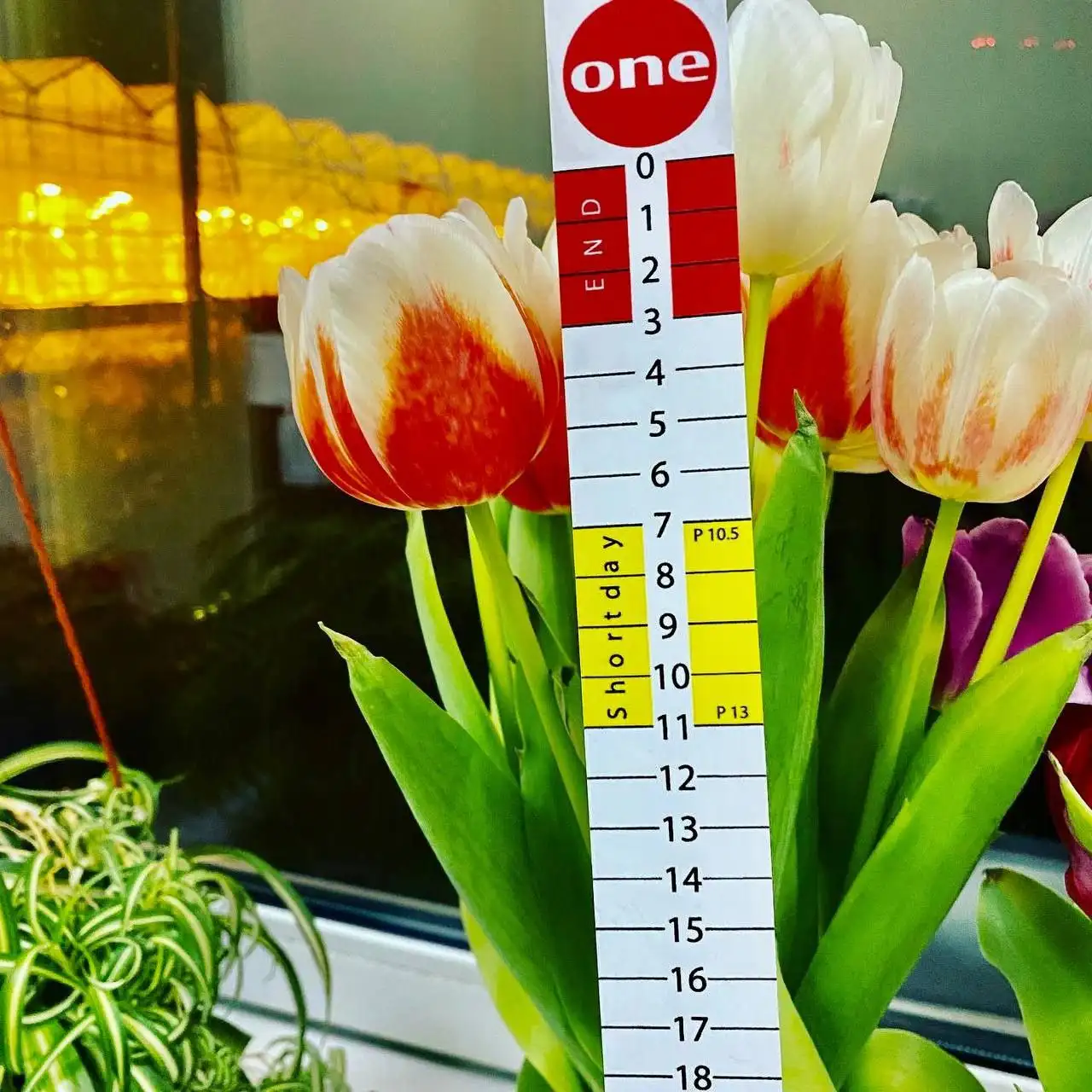 Мимоза и тюльпаны от производителя в Ульяновске - Хобби и отдых в Ульяновск