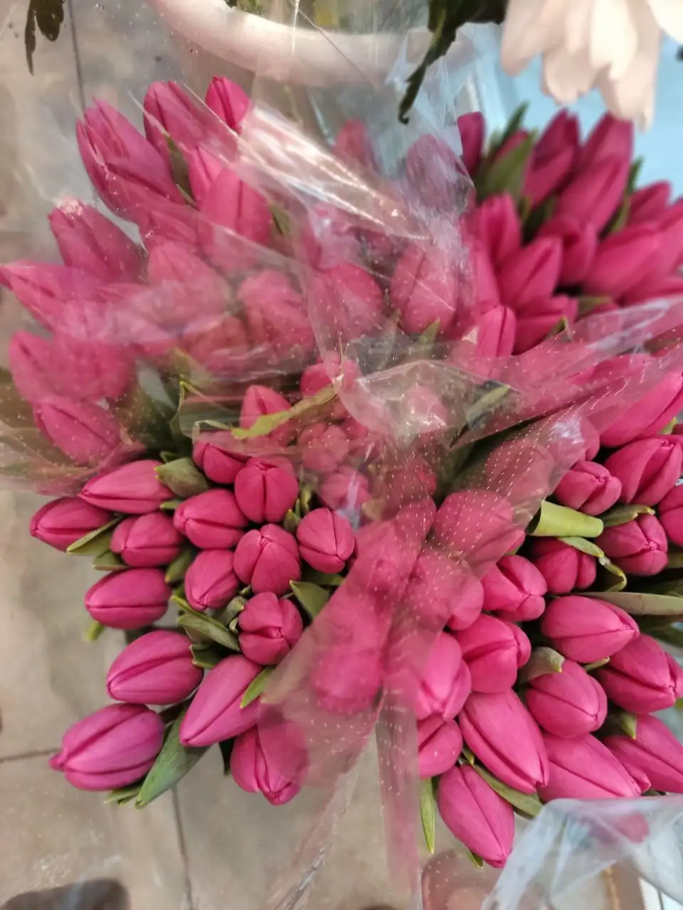 Мимоза и тюльпаны от производителя в Ульяновске - Хобби и отдых в Ульяновск