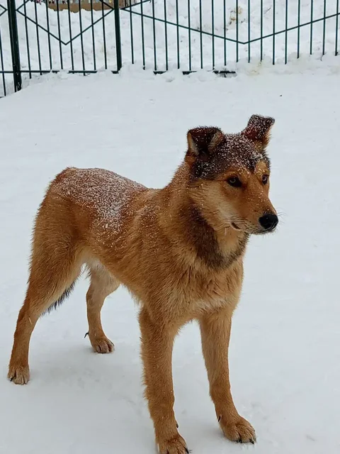 Ищет дом рыжий мальчик-собака - Животные в Ульяновск