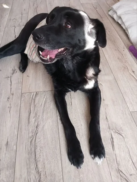 Ищет дом ласковый мальчик по кличке Мишка - Животные в Ульяновск